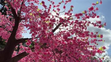 Kapalı sakura çiçekleri ile mavi gökyüzü gündüz
