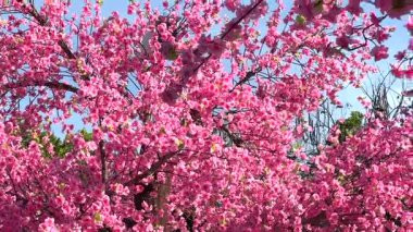 Gündüz vakti kar yağan pembe sakura çiçekleri.