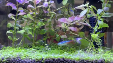 Balık ve su bitkileriyle küçük akvaryumları kapatın.
