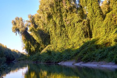 Tuna nehrinin kıyı şeridi, yaz günbatımında yeşil, sık ağaçlar ve yabani üzümlerle kaplandı.