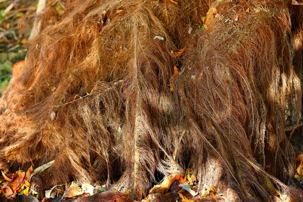 Gün batımında Tuna nehrinin kıyısında bir söğüt ağacının çıplak kökleri