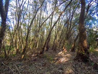 Tuna 'nın su basmış bölgelerindeki söğüt ağaçları. Ukrayna