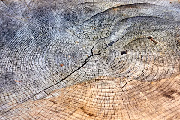 Çatlak ve delikli büyük bir çam ağacı kütüğü.