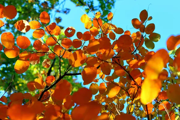 Bright autumn orange leaves on a branch in the forest against the blue sky