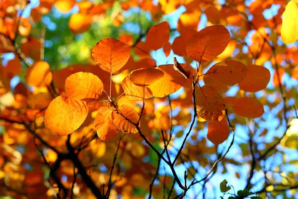 Bright autumn orange leaves on a branch in the forest against the blue sky
