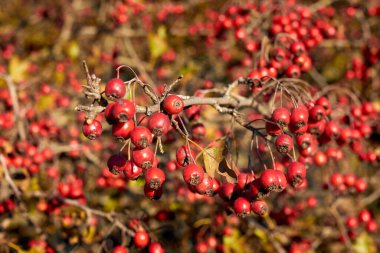 Sonbahar ormanlarındaki dallarda kızıl yabani dikenli meyveler.