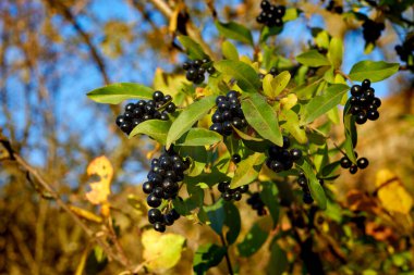 Çalı üzerinde ligstrum vulgre
