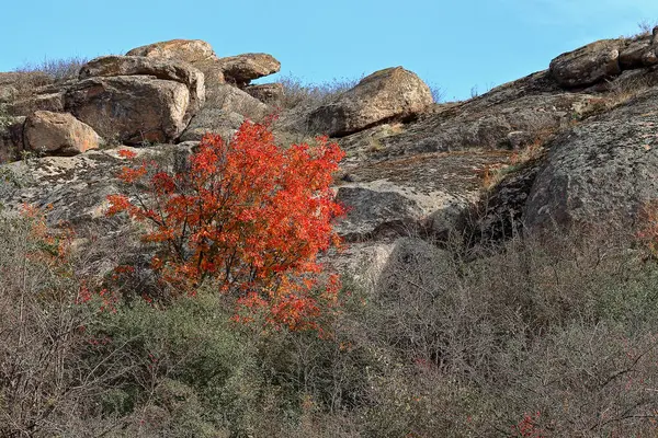 Kayalarda büyüyen ağaç. Bir kırmızı sonbahar ağacı