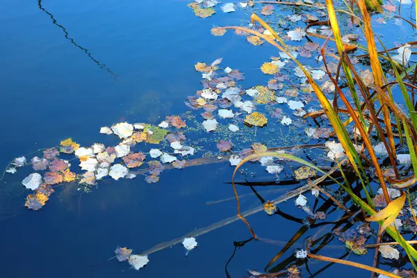 stock image Autumn leaves of poplar in the water of the river