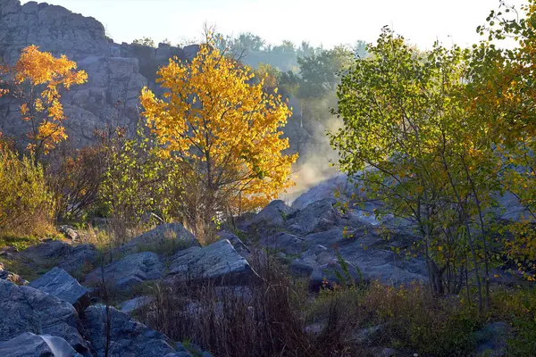 İki farklı sonbahar ağacı (sarı, yeşil) sabah güneşinin ışınları ve hafif sisle dağların doğuşunda
