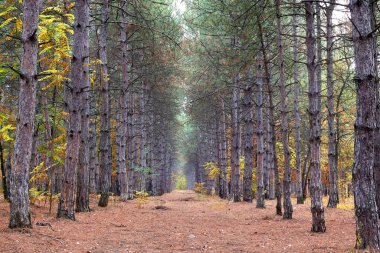 Çam ağacının sonbahar ormanında sıra sıra
