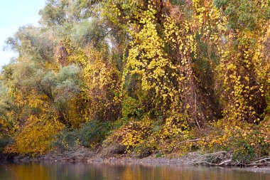 Tuna nehrinin kıyısında sonbahar sarı ağaçları yabani üzümlerle kaplıdır. Nehir manzarası