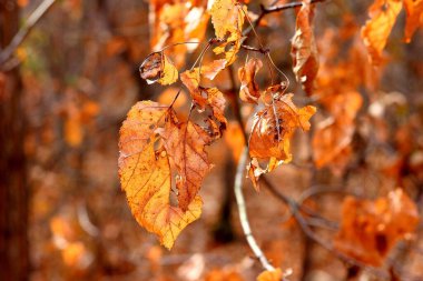 ormanda bir dal üzerinde sonbahar yaprakları