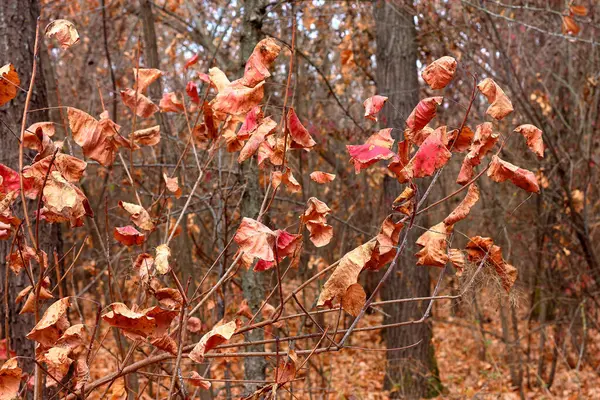 ormanda bir dal üzerinde sonbahar yaprakları