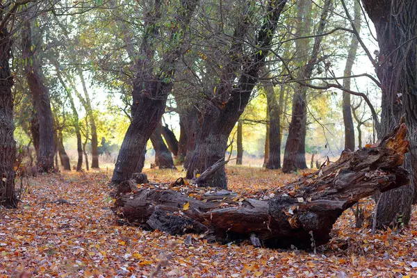 Sonbahar ormanında devrilmiş çürük ağaç.