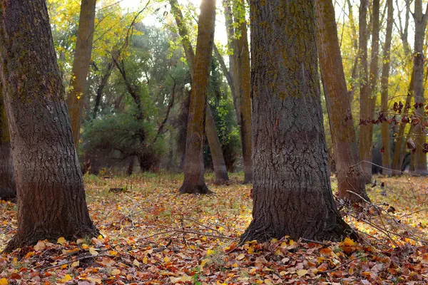 Sonbahar ormanında kavak ağaçları
