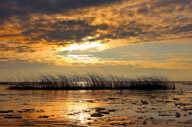 Gölün üzerinde güzel altın gün batımı Sazlık siluetleri bulutlu gökyüzü, sonbaharda sakin su