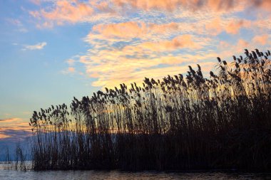 Kedikuyruğu siluetleri (reedspace) sonbaharda gölün üzerinde güzel altın gün batımında