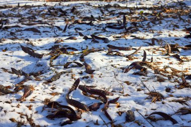 Gleditsia triacanthos fruits (seeds) lie on melting snow and earth in early spring in the forest clipart