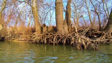 (Meyve) Suyun üstünde, kavak ağacının köklerinden süzülen