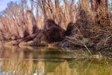 Kurumuş çimenlerle, üzgün ağaçlarla dolu sonbahar manzarası yapraksız duruyor.