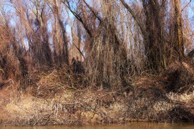 Yapraksız ağaçlar sonbaharda kurumuş sarı çimenler ve yabani üzüm dallarıyla nehir kıyısında dururlar. Tuna Nehri 'nin sonbahar manzarası