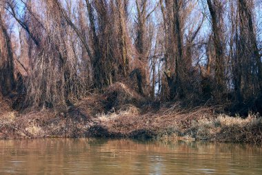 Yapraksız ağaçlar sonbaharda kurumuş sarı çimenler ve yabani üzüm dallarıyla nehir kıyısında dururlar. Tuna Nehri 'nin sonbahar manzarası