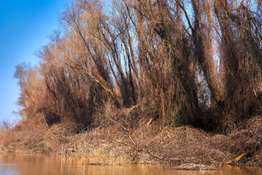 Yapraksız ağaçlar sonbaharda kurumuş sarı çimenler ve yabani üzüm dallarıyla nehir kıyısında dururlar. Tuna Nehri 'nin sonbahar manzarası