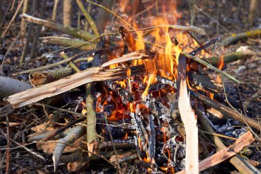 Sonbahar ormanında şenlik ateşi