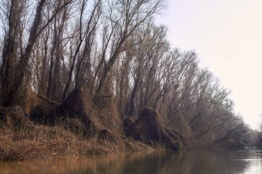 Yapraksız ağaçlar sonbaharda kurumuş sarı çimenler ve yabani üzüm dallarıyla nehir kıyısında dururlar. Tuna Nehri 'nin sonbahar manzarası