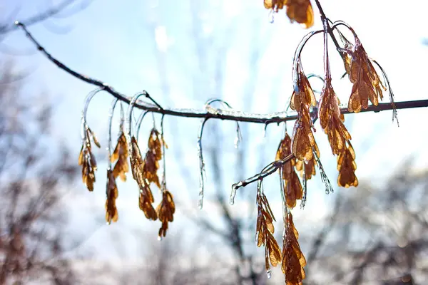 Ormandaki akçaağaç dallarındaki buzlar