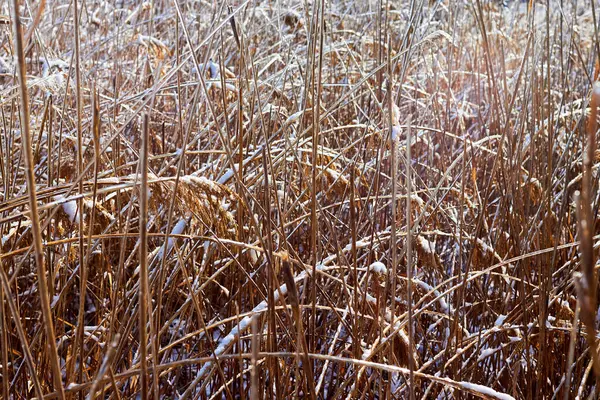 Beyaz karla kaplı parlak sarı kuru çimenler, doğal arka plan.