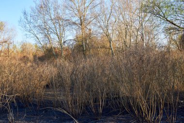 Orman yangınından sonra çimenler ve çalılar yandı. Yanmış orman bölgesi