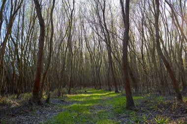 İlkbaharda ormanda söğüt ağaçlarının arasında