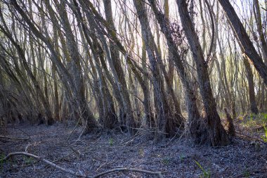 İlkbaharın başlarında Tuna Nehri kıyısındaki meyilli söğütler.
