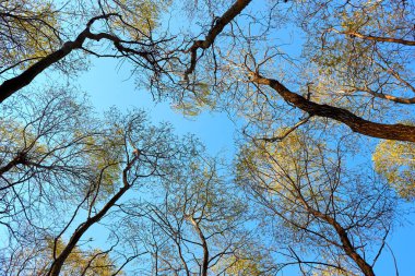 Genç yeşil yapraklı kavak ağaçlarının tacı ilkbahar başlangıcından mavi gökyüzüne kadar uzanır. Aşağıdaki ağaçların arasından gökyüzüne bak.