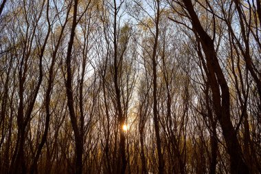 Baharın başında güneş ağaçların arasından batıyor. Güneş ışınları ormandaki genç yeşil yapraklı söğüt ağaçlarının taçlarında parlıyor.