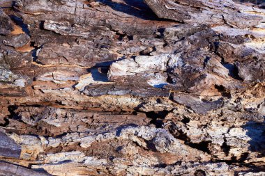 Çürümüş ölüm söğüt ağacı yüzeyi kapandı.