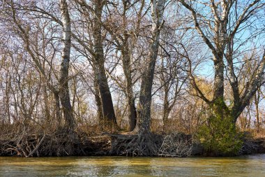 Baharın başlarında yeşil ağaçlı sakin Tuna nehri kıyısı