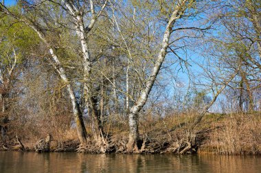 Baharın başlarında yeşil ağaçlı sakin Tuna nehri kıyısı