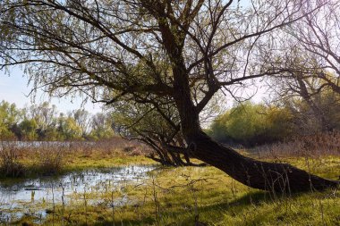 İlkbaharın başlarında Tuna Nehri 'nin kıyısındaki meyilli söğüt ağaçları.