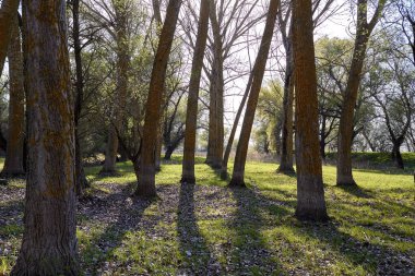 İlkbahar ya da sonbaharda gün batımında kavak ağacı gövdeleri. Bahar manzarası