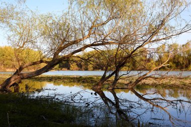 İlkbaharın başlarında Tuna Nehri 'nin kıyısındaki meyilli söğüt ağaçları.