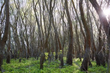 Güneş ışınları ormandaki genç yeşil yapraklı söğüt ağaçlarının taçlarında parlıyor.