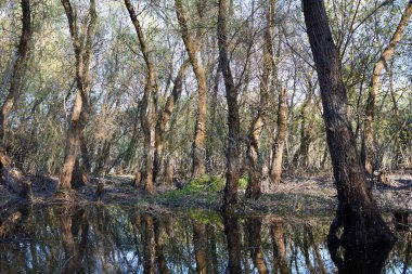 İlkbaharın başında nehrin yanında söğüt ağaçları vardı. Bataklıkta söğütler.