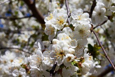 Çiçek açan kiraz ağacının dalında mavi gökyüzüne karşı güzel beyaz çiçekler.