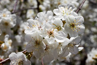 Çiçek açan kiraz ağacının dalında mavi gökyüzüne karşı güzel beyaz çiçekler.