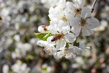 Çiçek açan kiraz ağacının dalında mavi gökyüzüne ve arıya karşı güzel beyaz çiçekler.