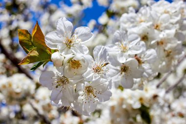 Çiçek açan kiraz ağacının dalında mavi gökyüzüne karşı güzel beyaz çiçekler.