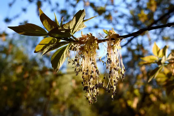 Çiçekli Acer negundo, kutu büyüğü, akçaağaç, akçaağaç, akçaağaç, akçaağaç külü, elf, kül yaprağı veya gün batımında Manitoba yaşlısı